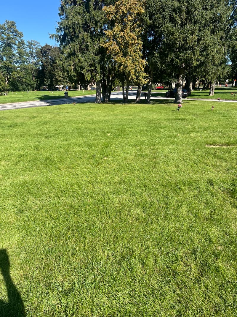 Lawn under tall evergreens and shade trees beside a park drive.